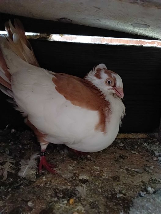 Porumbei ,jucători,și alte rase.