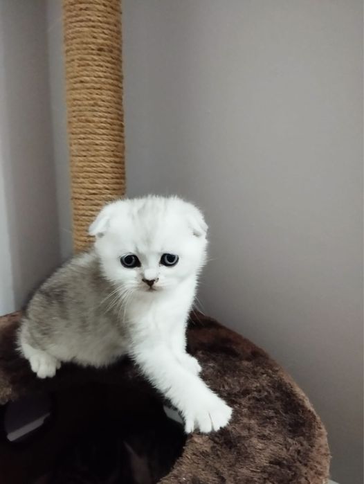 Котята Шотландские