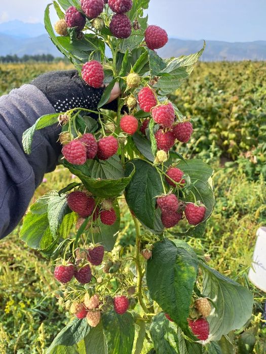 Продам малину сорт полька