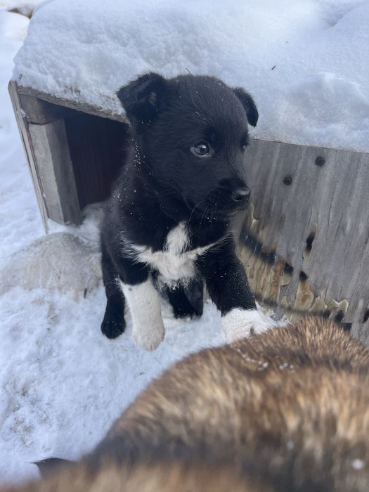 Отдам щенка бесплатно самовывоз