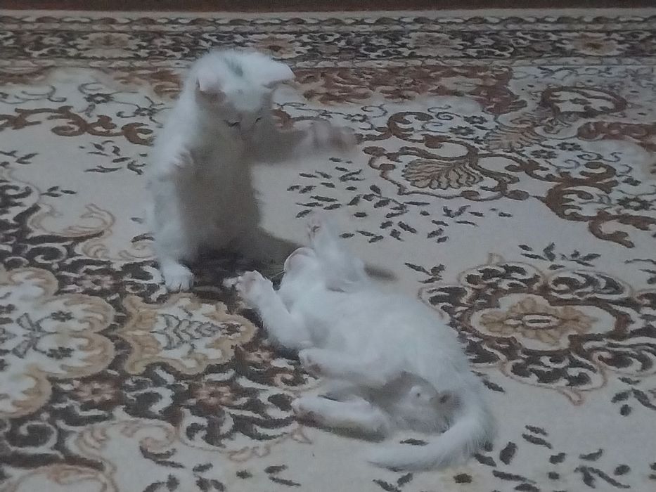 Котята белые мальчик и девочка