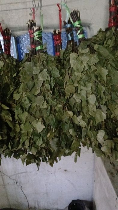 Веники для бани. Берёза, Дуб