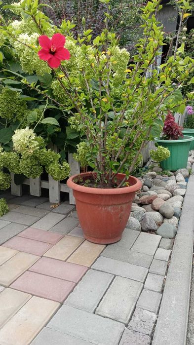 Садовые и комнатные растения!