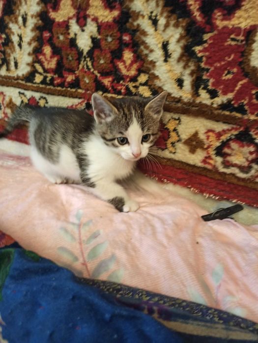 симпатичные котята ищут друга и хозяина