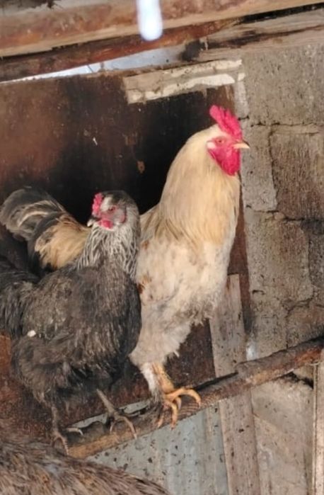 Петухи  2  штук .