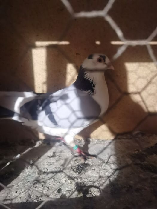 Vand sau schimb galateni