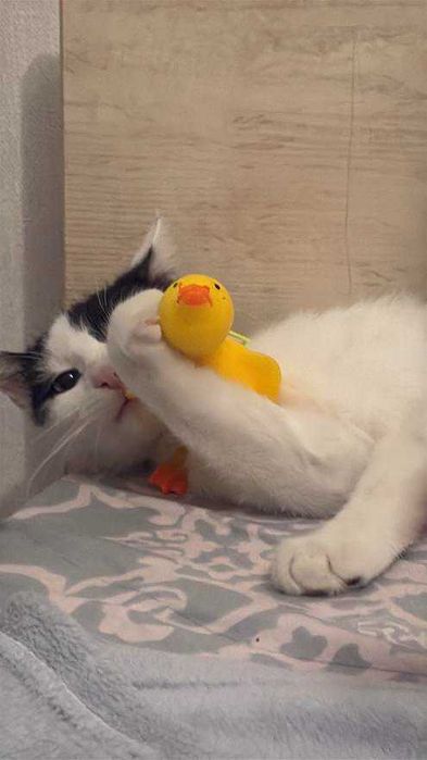 Котик черно-белый