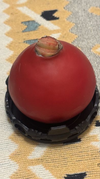 Продажа Амариллиса (цветок)