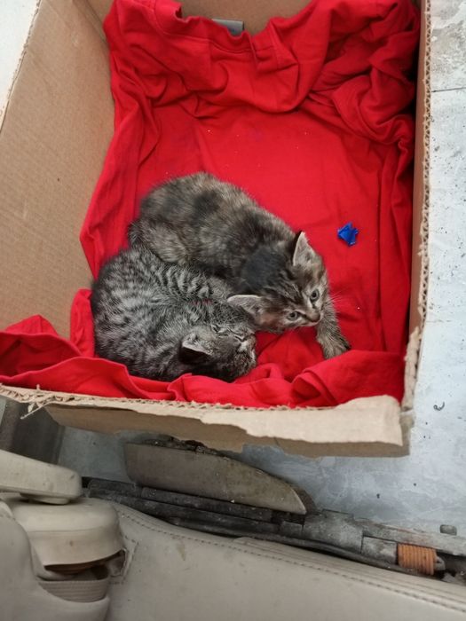 Отдам красивых котят