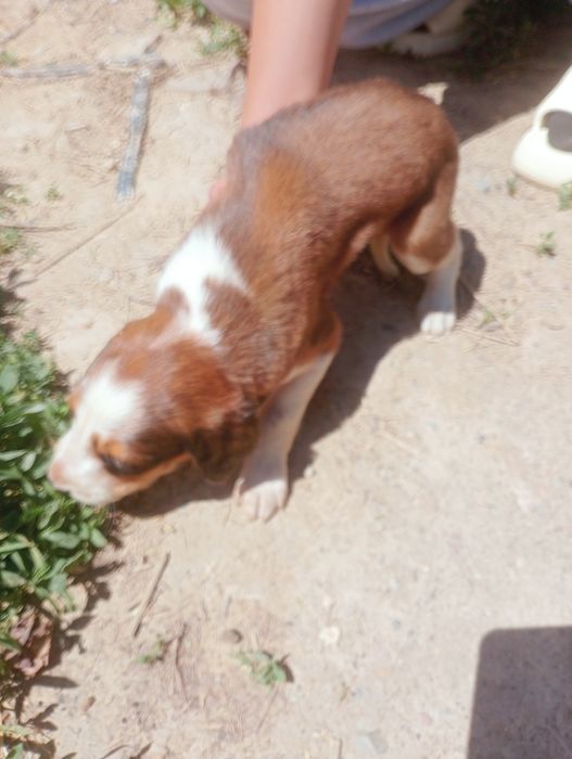 Тазы  собаки шенки