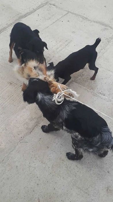 Охотичий иттер сатылады