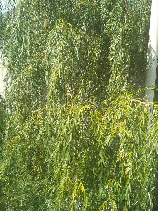 Саженцы Ива 1,5м