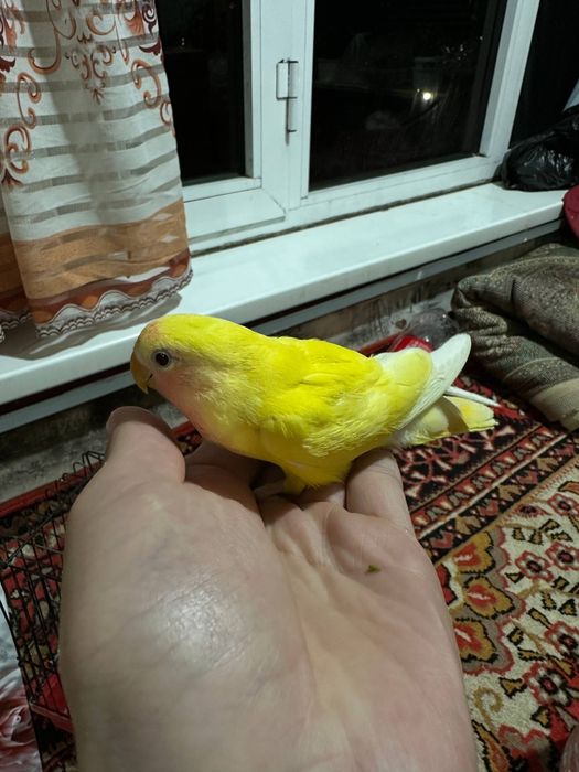 Неразлучники молодые