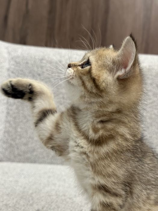 Britanskiy Shinshilla fold/ strayt mushukchalar sotiladi toza qon