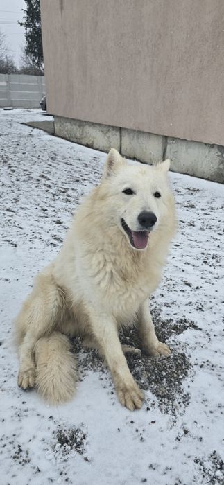 Pereche Ciobanesc elvetian pedigree tip A