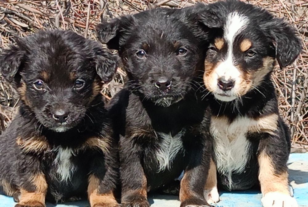 Продаются щенки!