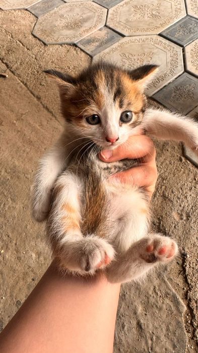 Отдам котят Конаев