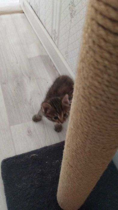 Котята (девочки) ищут дом