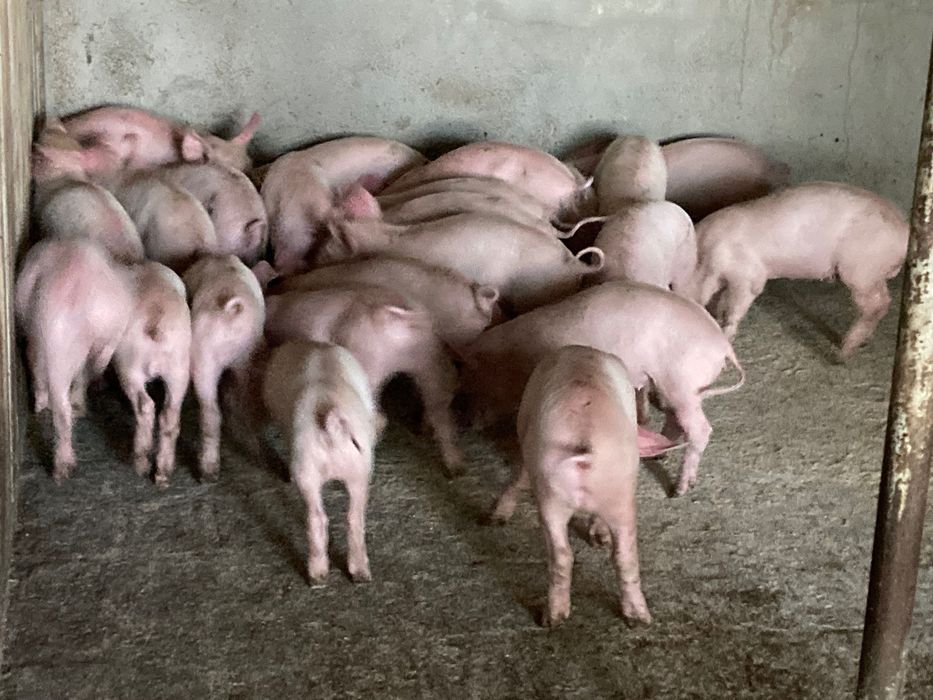 Продавам малки прасенца