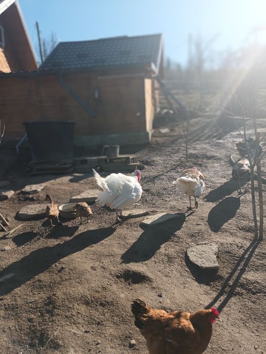 Vand Curcani crescuti cu porumb si grau