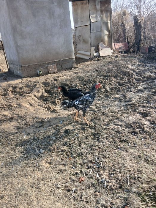 Дакан қораз сатылады о шамо