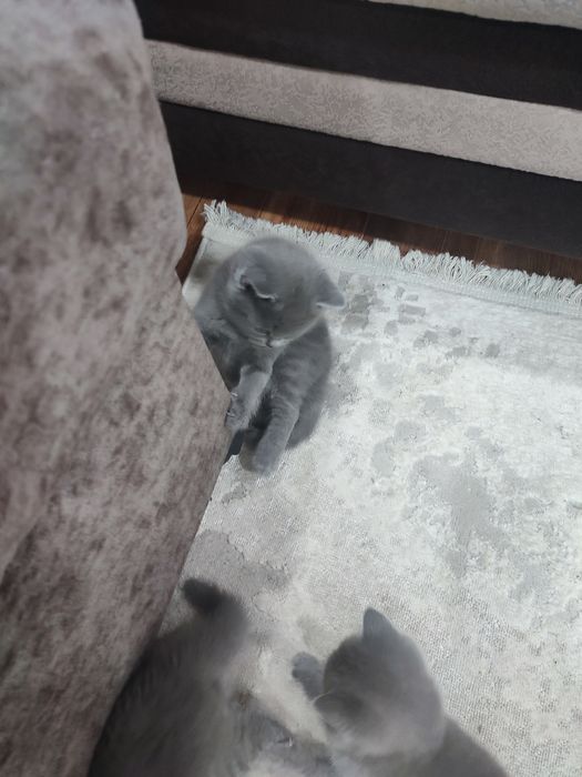 Продам британских котят.