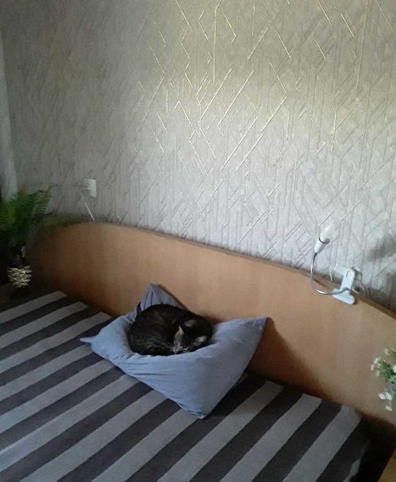 Передержка кошек в домашних условиях