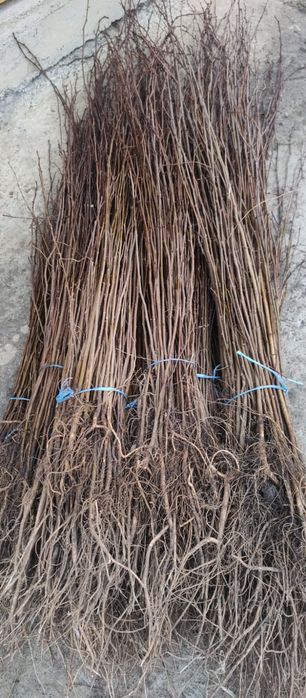 Puieți salcâm frasin tei fag carpen stejar mesteacăn plop brad molid