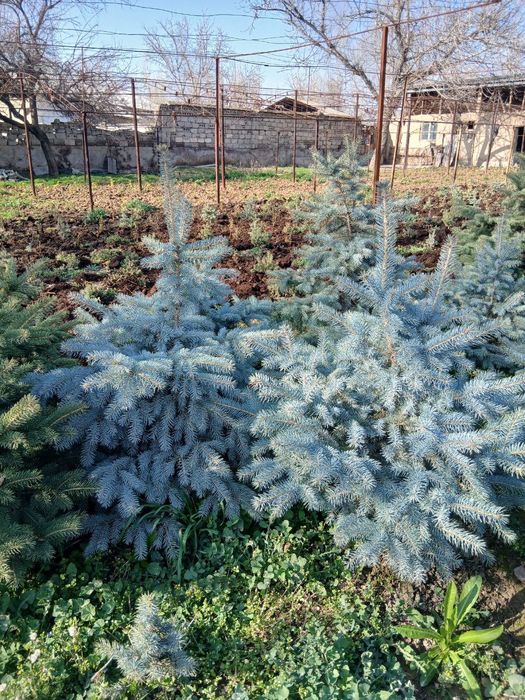 Арча сотилади (голубой ель)