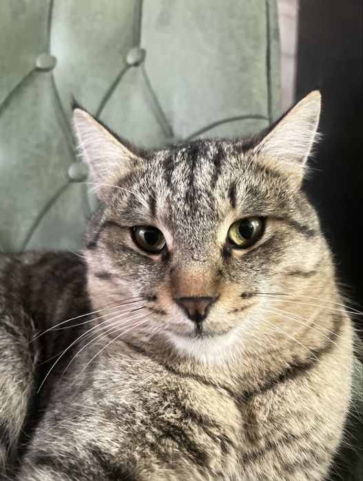 Пропал котик кто видел отзовитесь