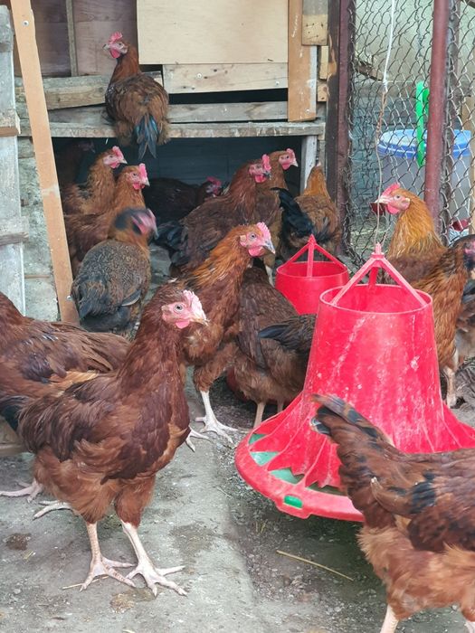 Принимаем предзаказ на инкубацию яиц  корейской породы Хан-Хяп.