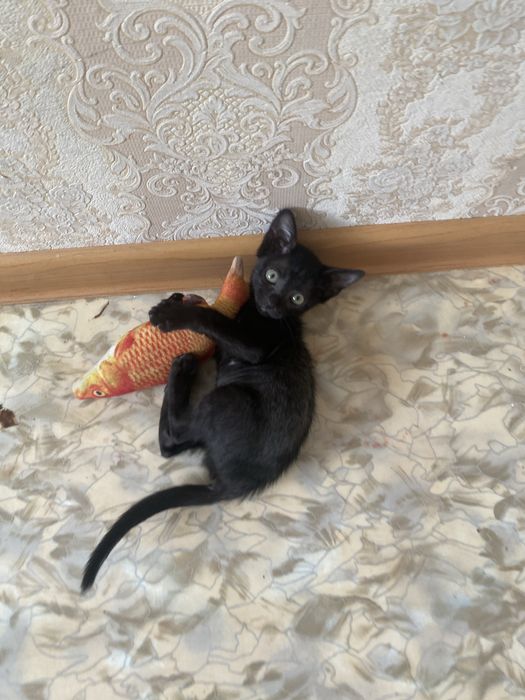 Отдам кошку в добрые руки срочно