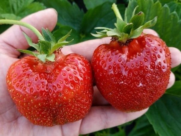 Продам клубнику сенсация и Москова