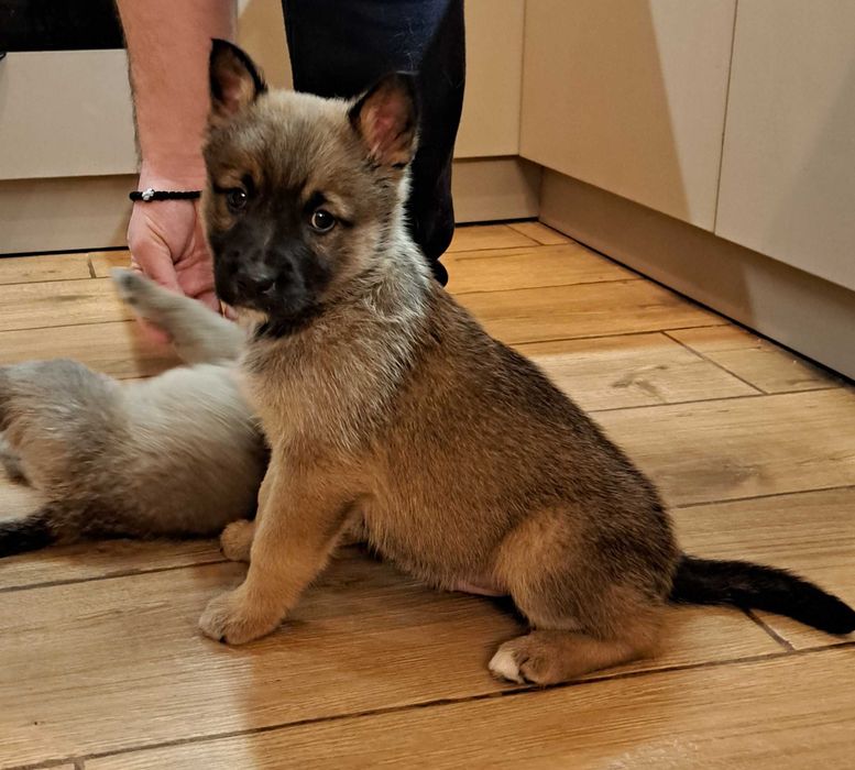 Кученца Белгийска овчарка Малиноа