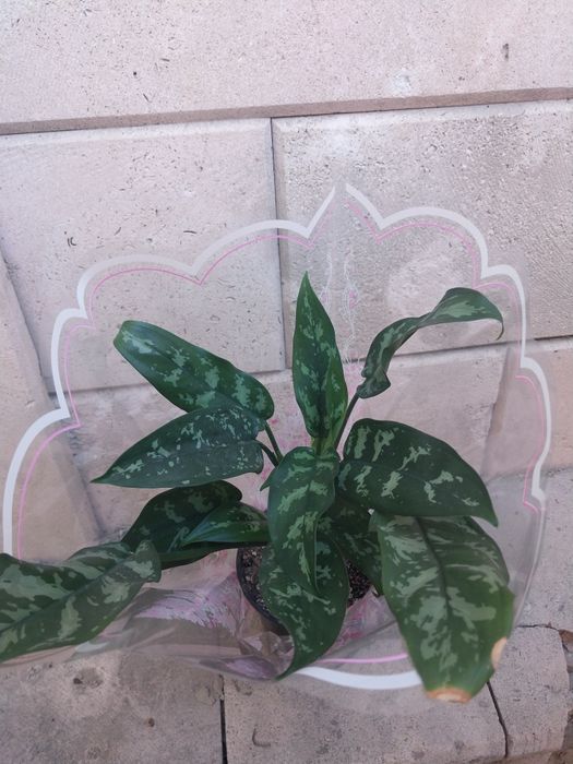 Комнатные цветы в подарочной упаковке