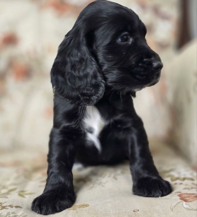 Cocker spaniel superb