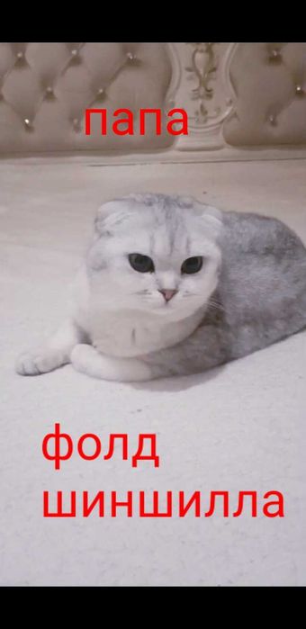 Подарите себе пушистое счастье!