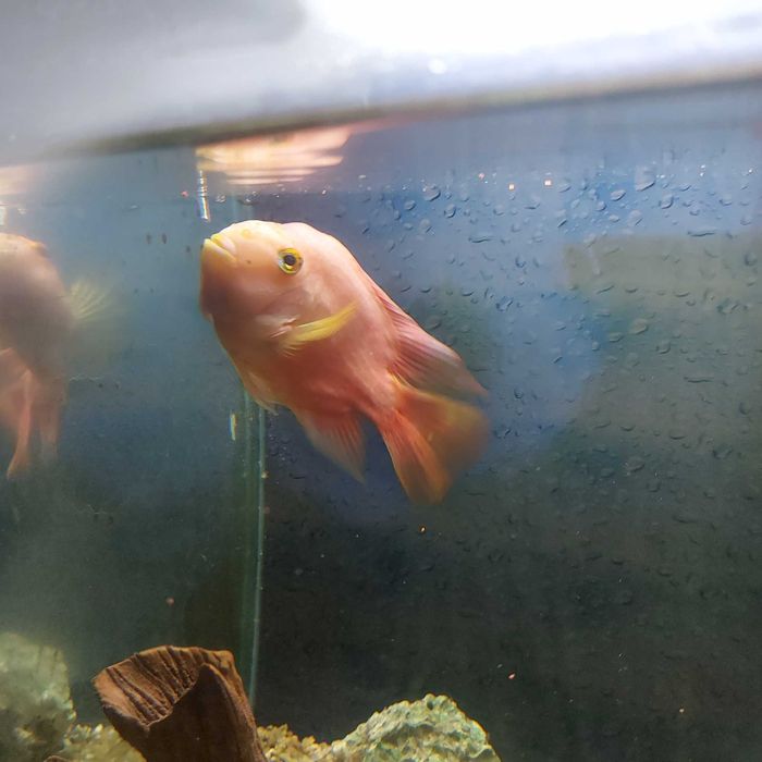 Аквариум 170л с аксесоари в комплект