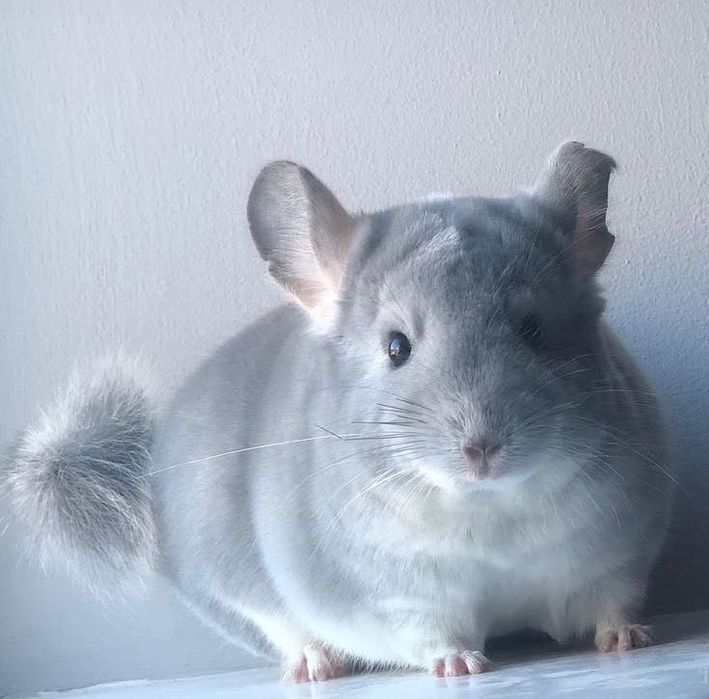 Animal de compania chinchilla cincila chinchila sinsila