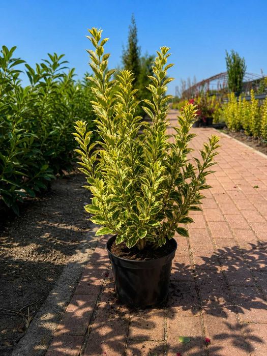 Gard Viu Premium: Photinia Red Robin,  Prunus Laurocerasus, Ligustrum Aureum in  Timis
