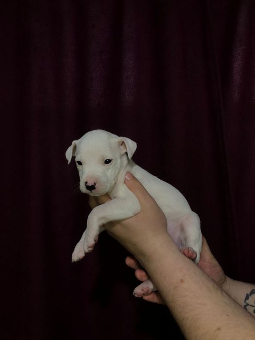 Щенки Американского Стаффордширского терьера