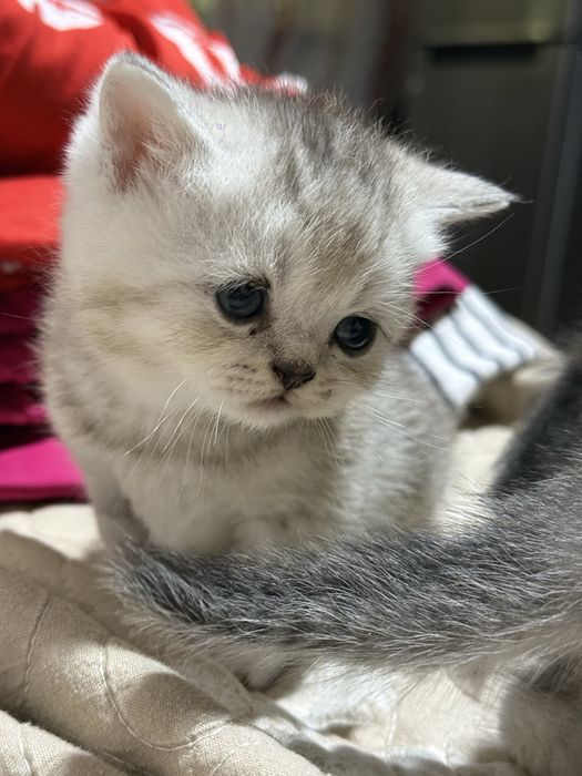 Продаются породистые котята