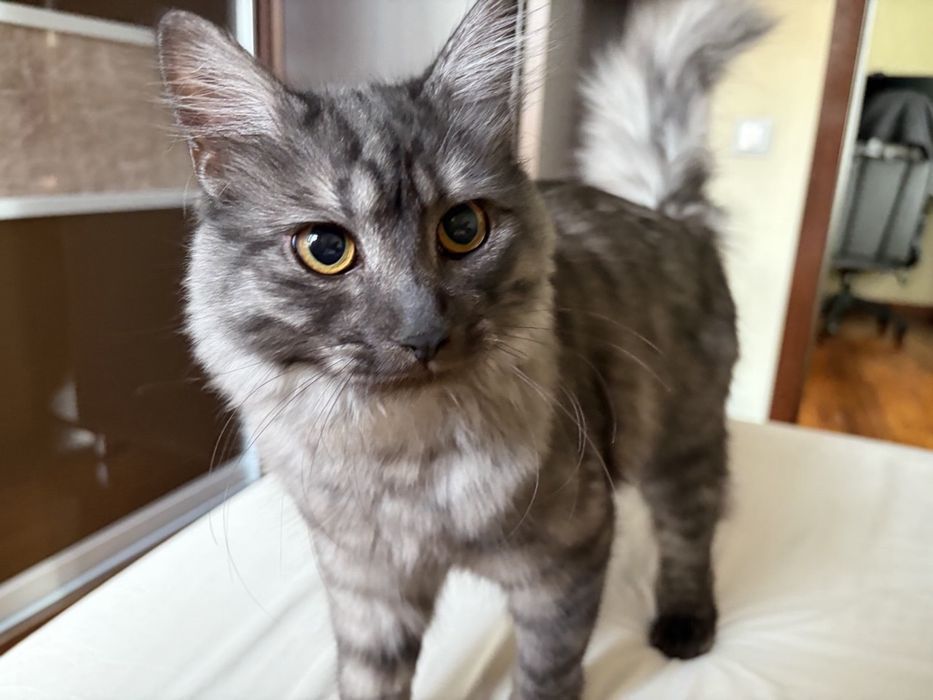 Кота Чиби в добрые руки