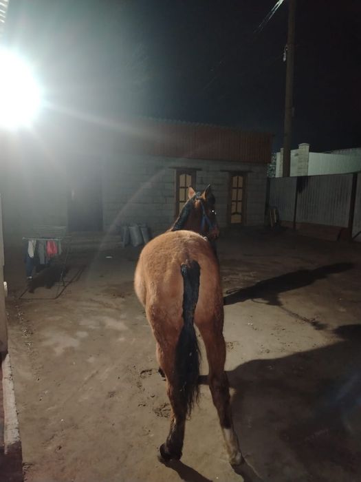 Полукровка ұрғашы тай сатылады