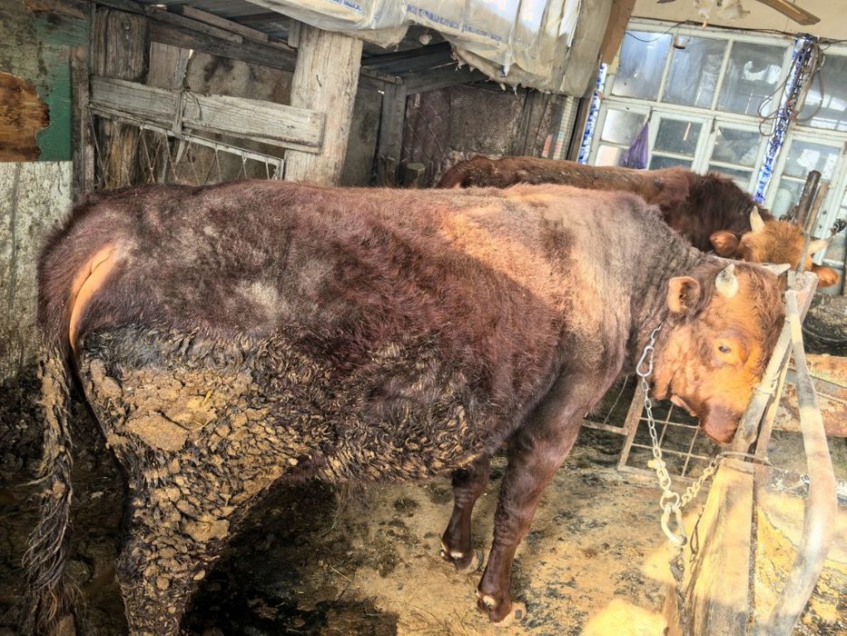 Букалар сотилади