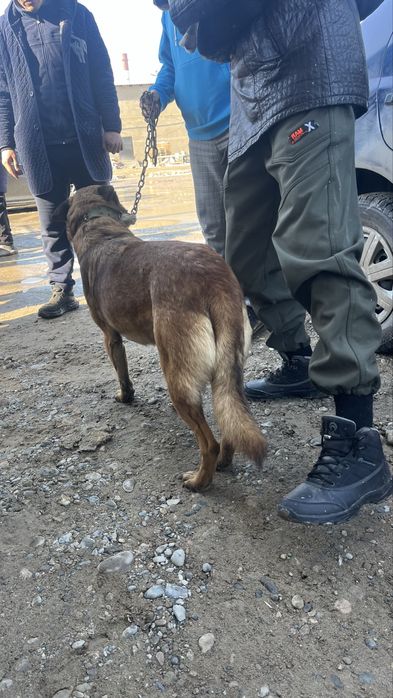 Бельгиский овчарка с документам