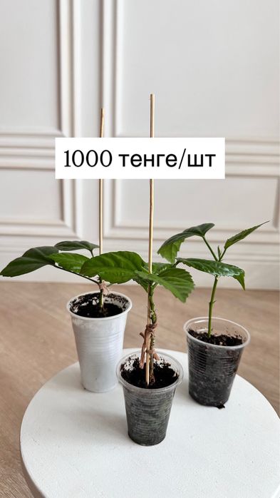 Махровый гибискус (китайская роза)