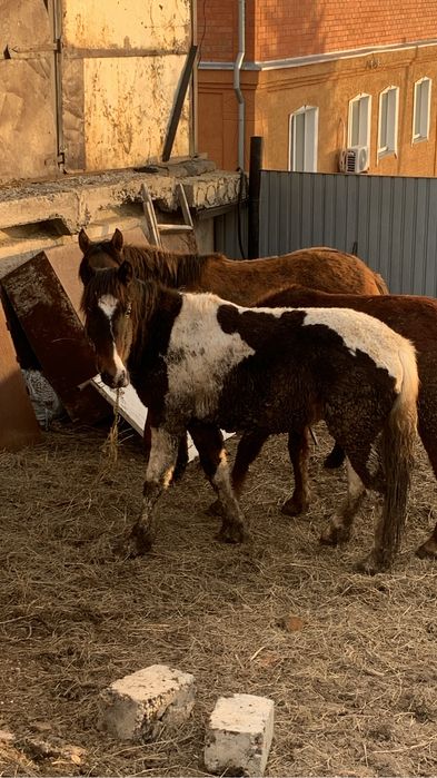 Продам тай на откорме