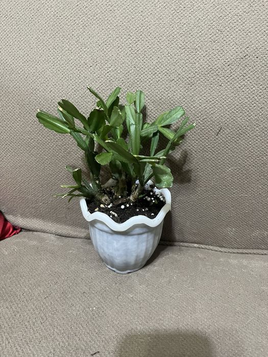 Шлюмбергер( декабрист)