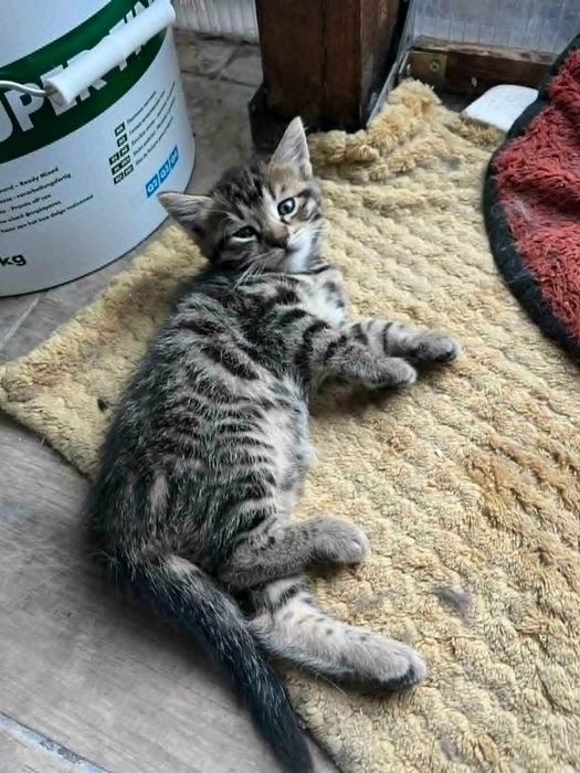 Подарявам котета